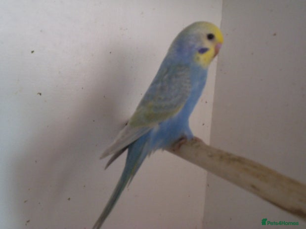 Budgerigars birds Baby Budgies Please read description - Advert 1