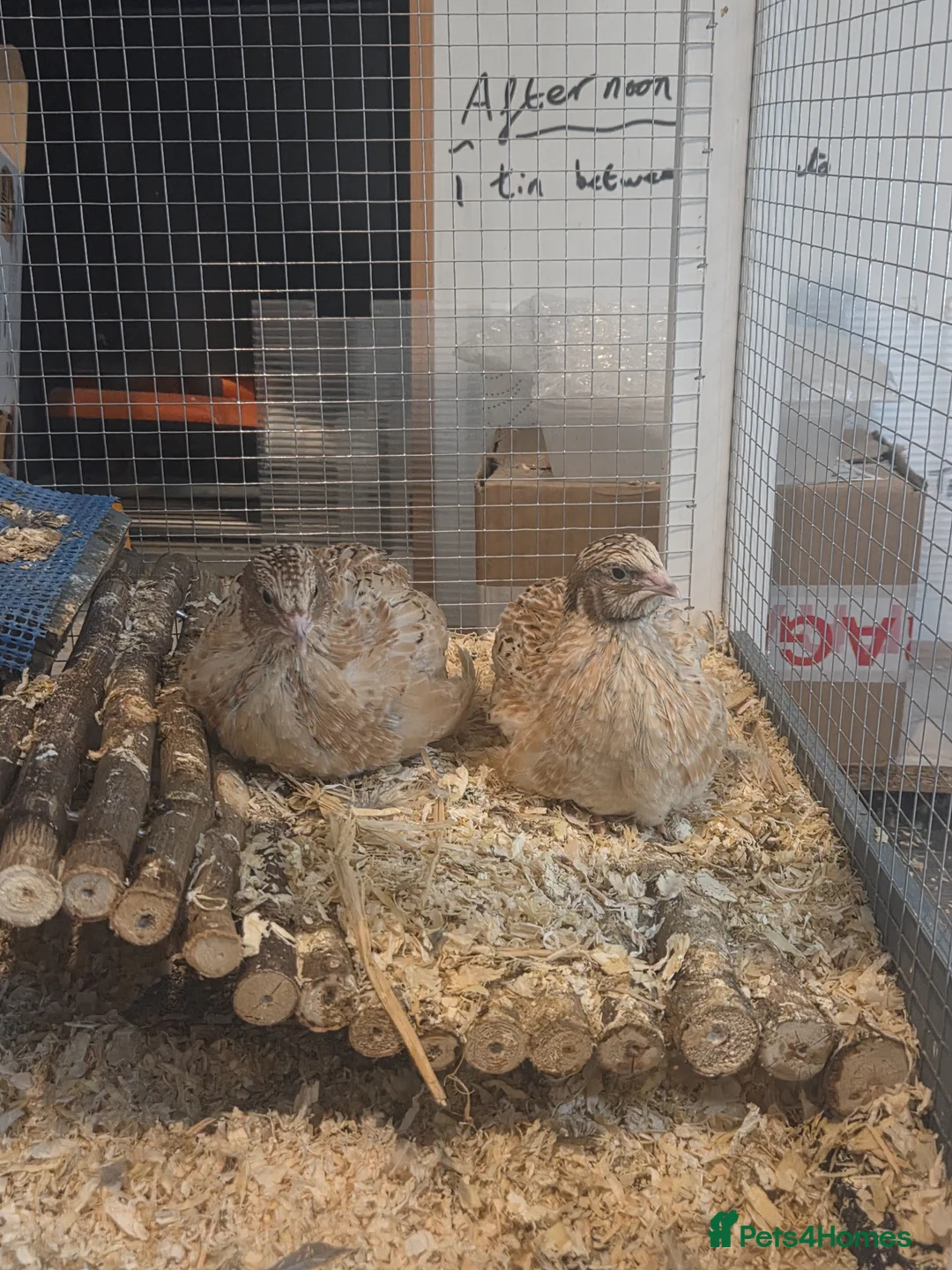 Quail poultry for sale: Male quail in Newcastle upon Tyne - Advert 2