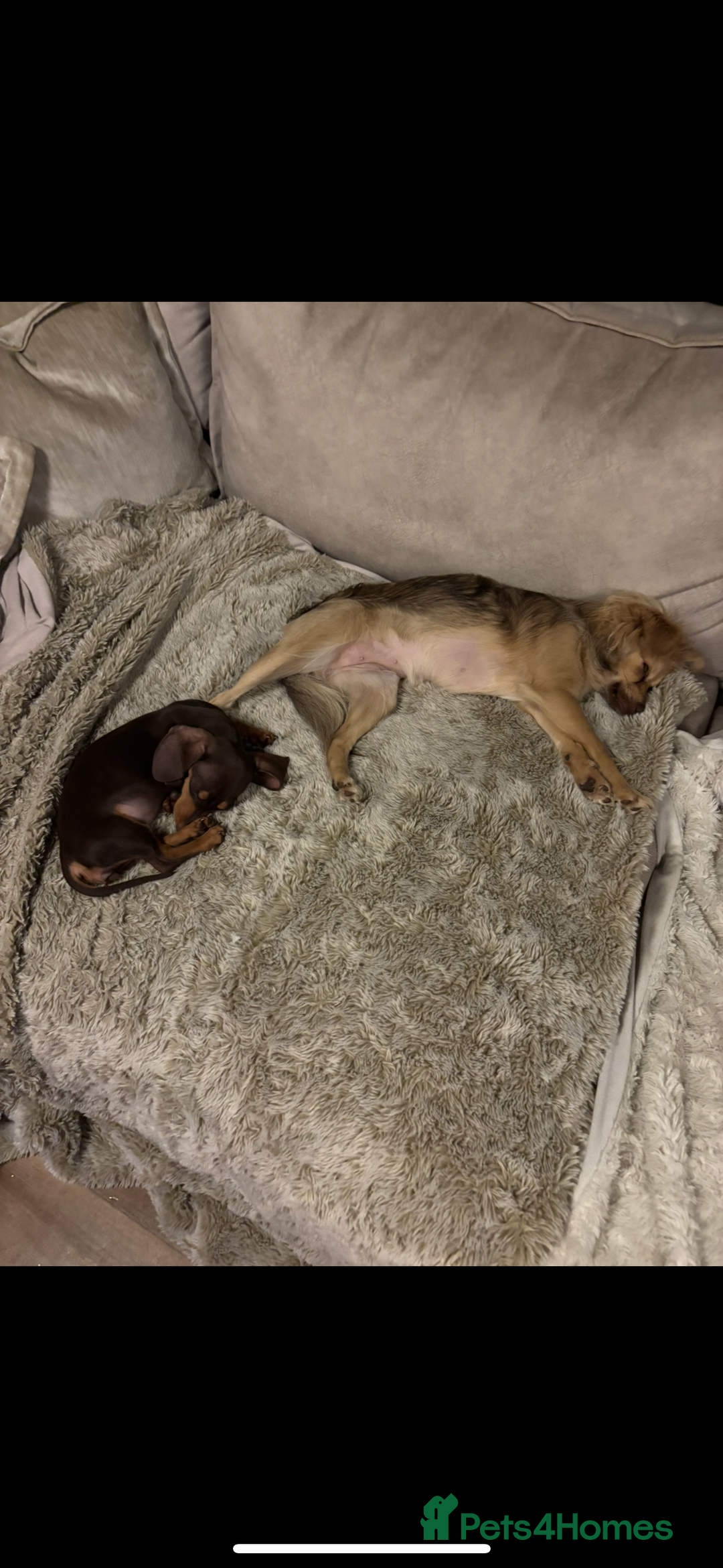 Dachshund dogs for sale: Beautiful chocolate/tan dachshund girl  - Advert 4