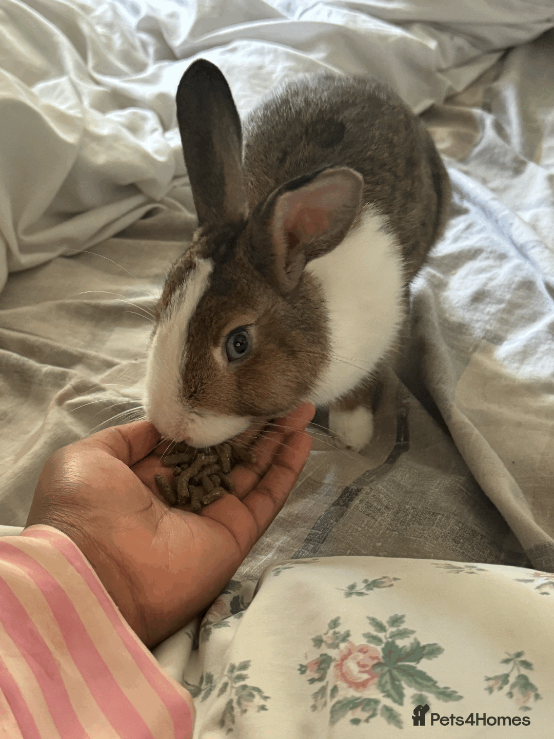 Dutch rabbits for sale: Beautiful Dutch Rabbit needs immediate rehoming - Advert 3