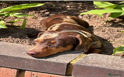 Dachshund dogs for sale: Miniature Chocolate Dapple Dachshund Bitch  - Image 6