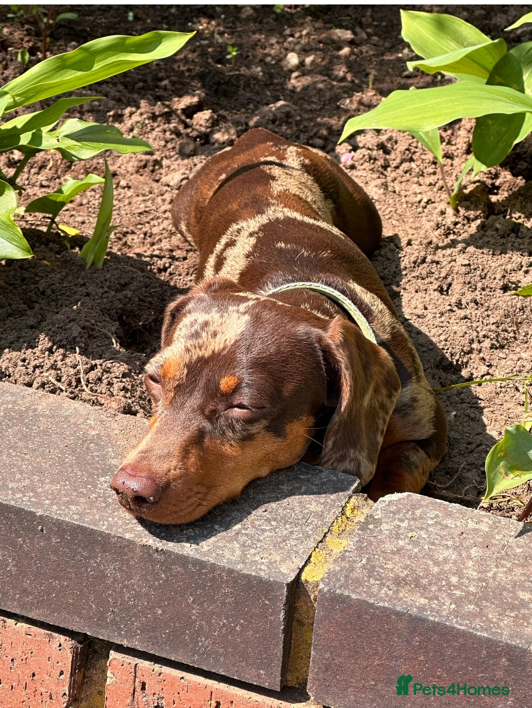 Dachshund dogs for sale: Miniature Chocolate Dapple Dachshund Bitch  - Image 6