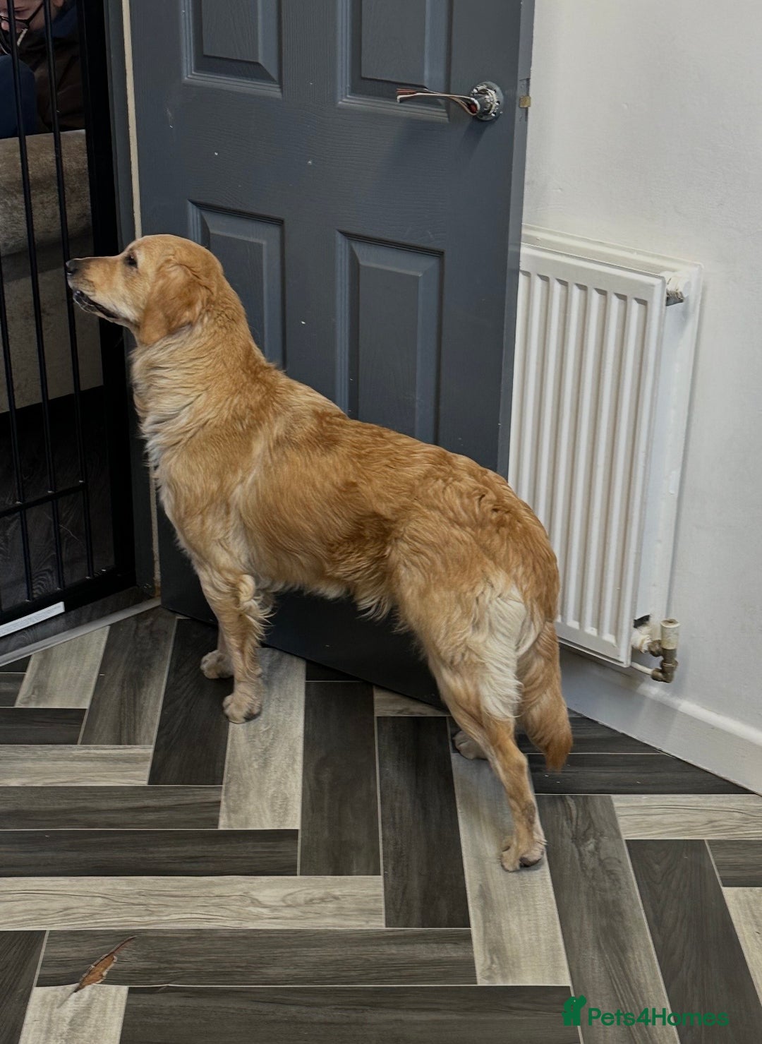 Goldendoodle dogs for sale: Beautiful golden doodles  - Advert 40