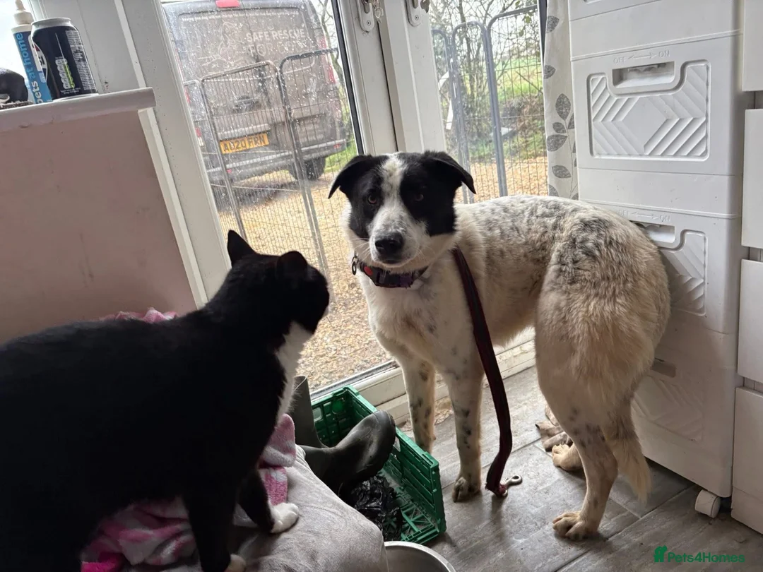 Mixed Breed dogs for adoption: Desmond - Norwich Norfolk  - Advert 19