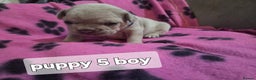 French Bulldog dogs for sale: Frenchie puppies for sale  - Advert 8