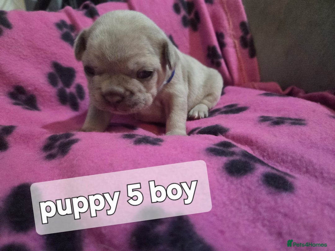 French Bulldog dogs for sale: Frenchie puppies for sale  - Advert 8