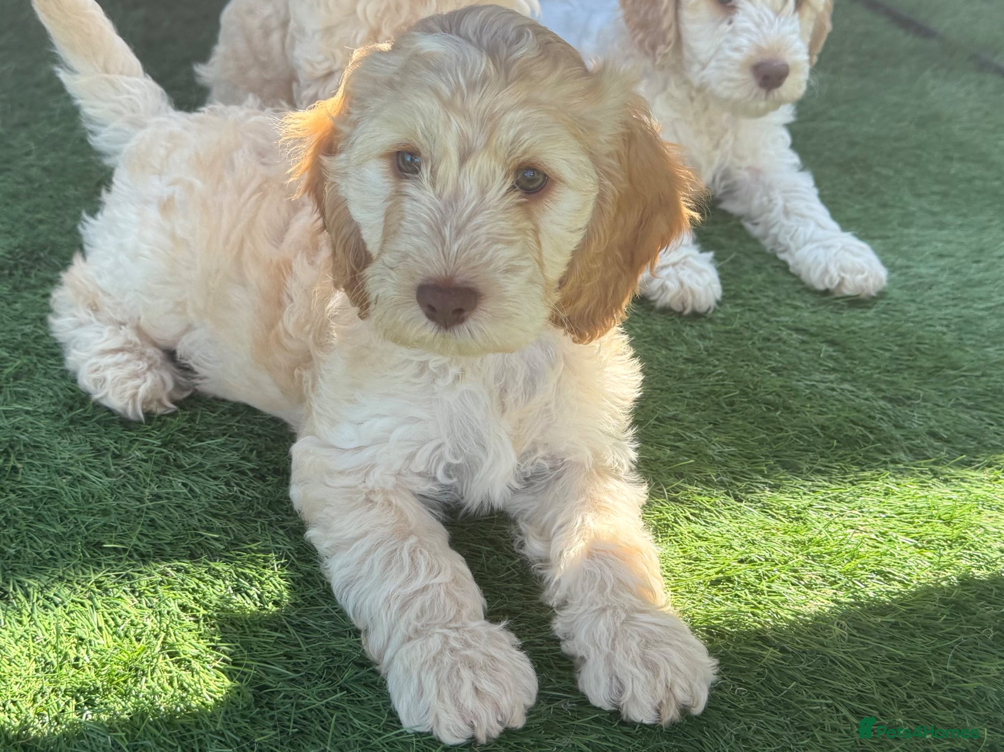 Cockapoo dogs READY TO GO F1 cockapoo puppies just 2 girls left  - Advert 10