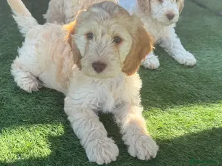 Cockapoo dogs READY TO GO F1 cockapoo puppies just 2 girls left - Advert 10