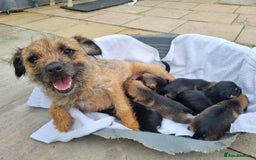 Border Terrier dogs for sale: Kc border terrier pups  - Image 2