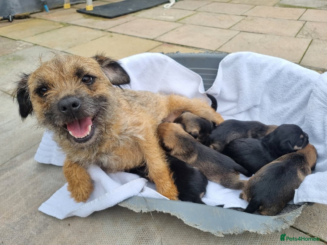Border Terrier dogs for sale: Kc border terrier pups  - Image 2