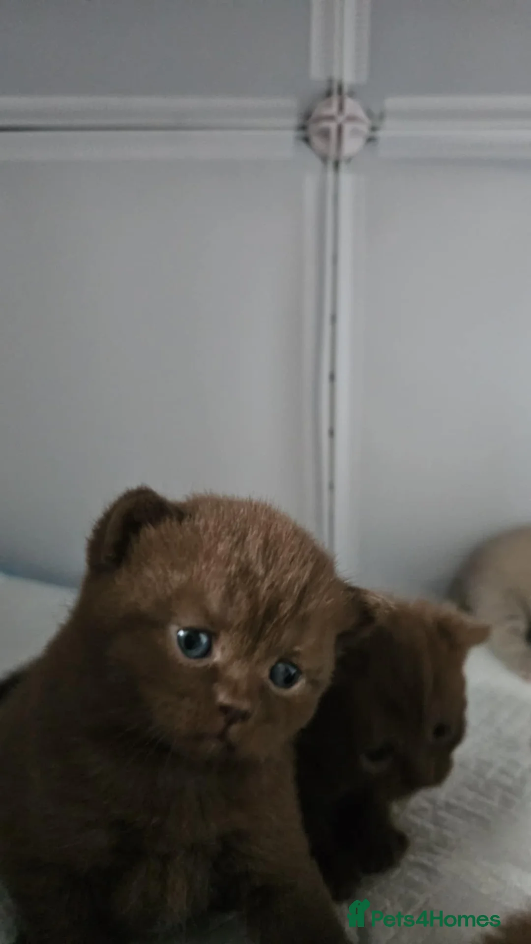 British Shorthair cats for sale: ✨ Stunning British Shorthair Kittens Available ✨ - Advert 5