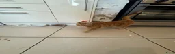 Domestic Shorthair cats for sale: Tabby - beautiful boy - Advert 7