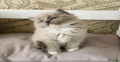Ragdoll cats - Advert 4