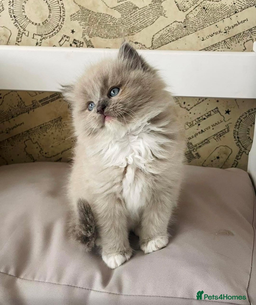 Ragdoll cats for sale: Adorable Ragdoll Kittens Due October 2025 - Image 3