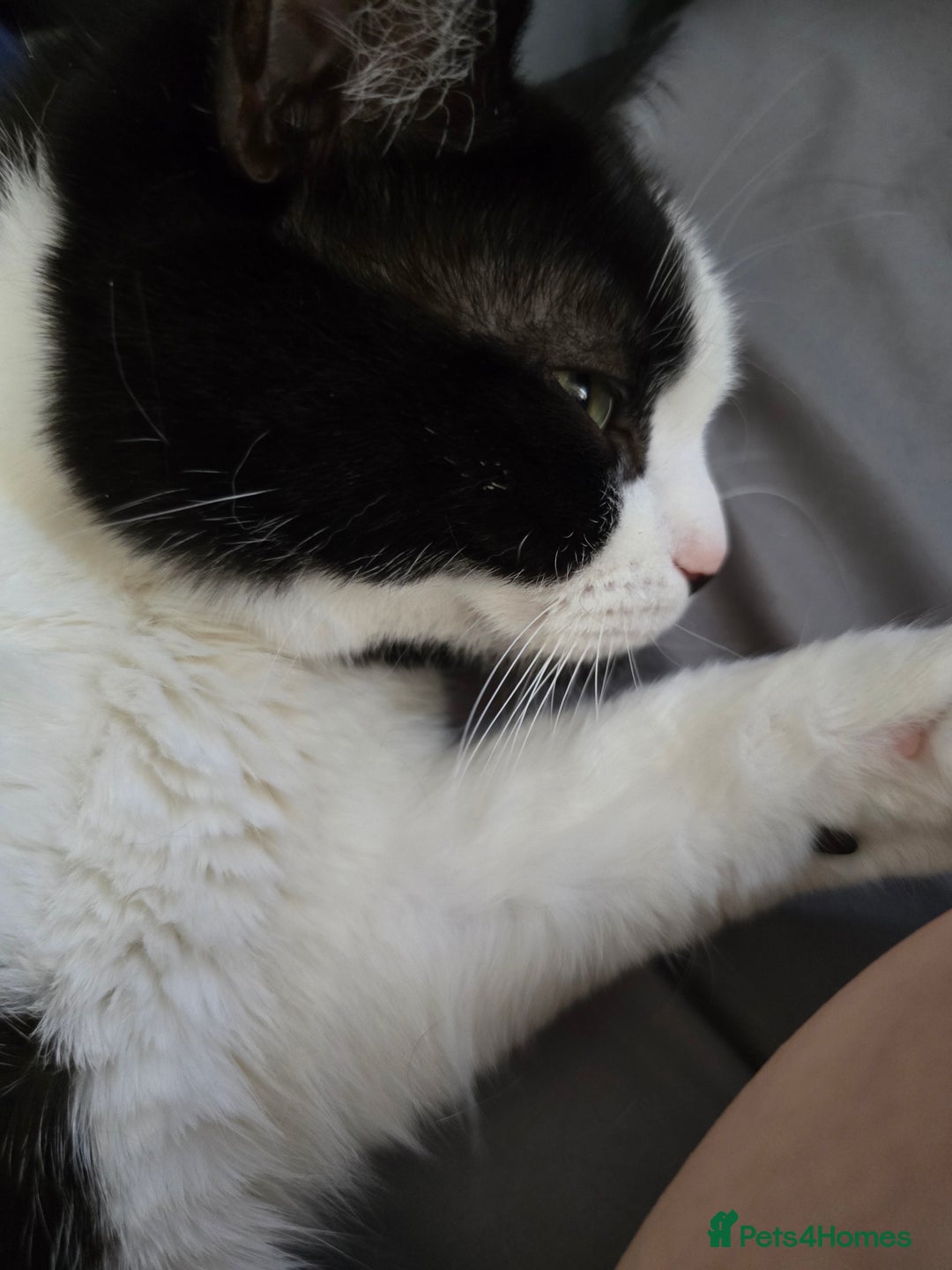 Domestic Shorthair cats for sale: URGENT: Loving Cat Needs Home - Advert 3