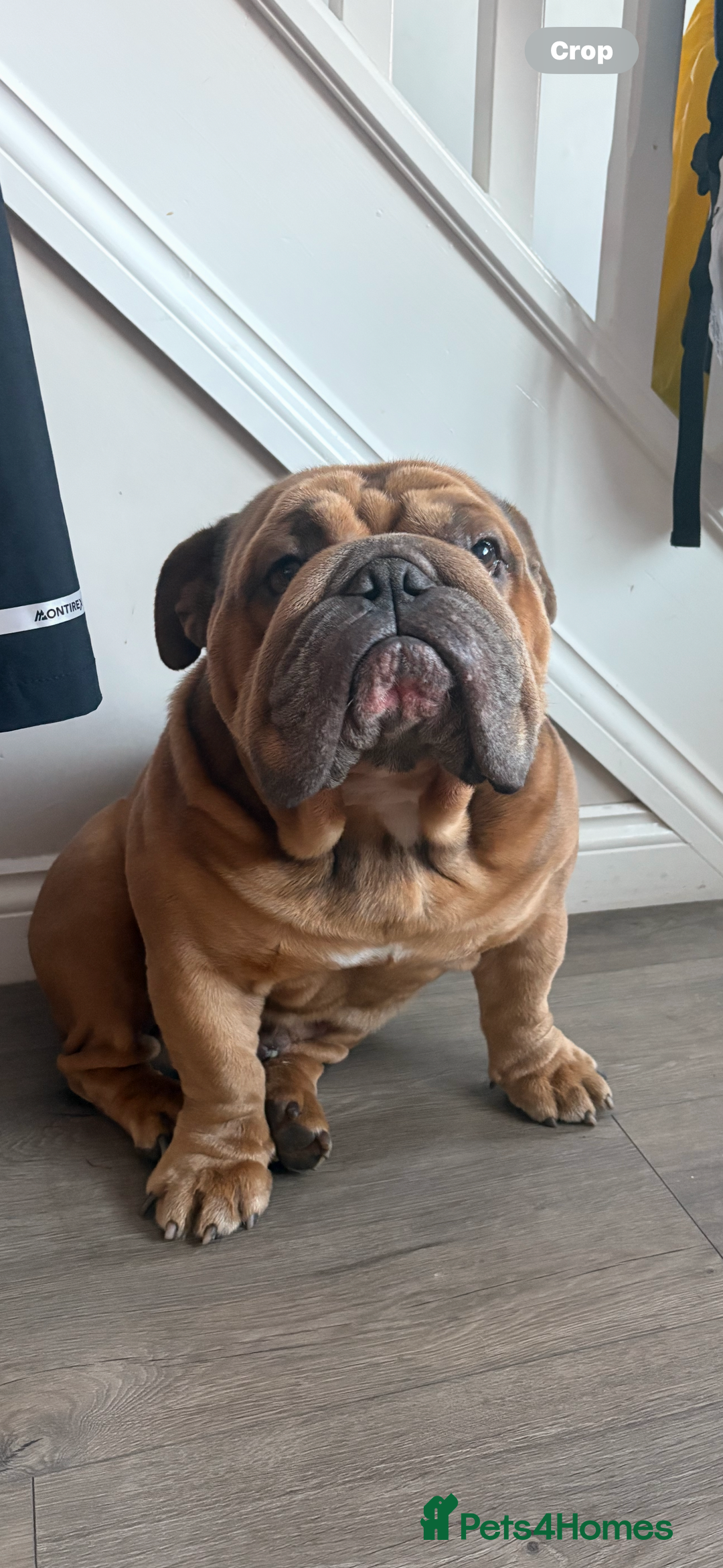 English Bulldog dogs for stud: STUD AVAILABLE  - Image 2