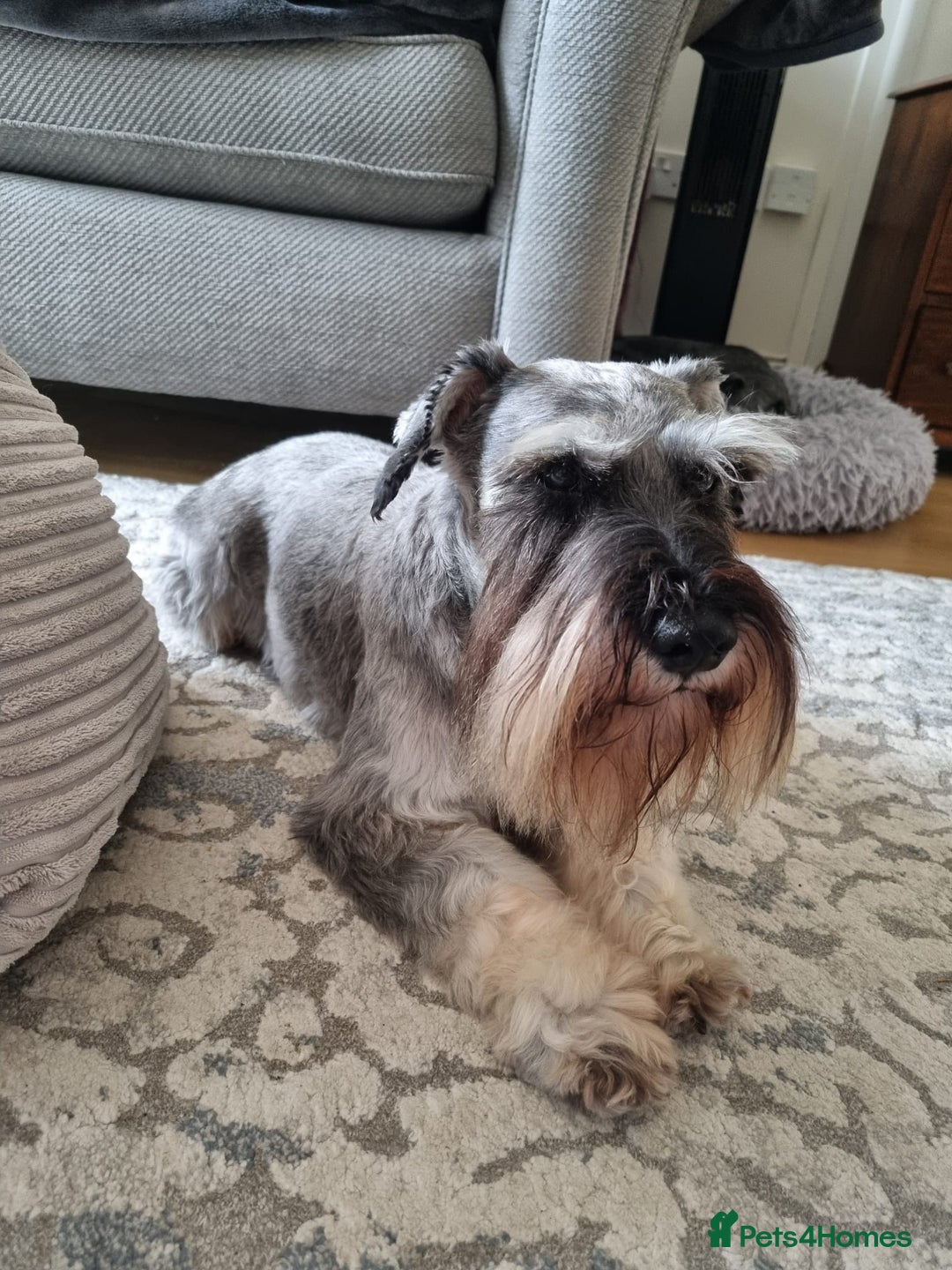 Miniature Schnauzer dogs for sale: Outstanding Miniature Schnauzer Puppies  - Advert 9