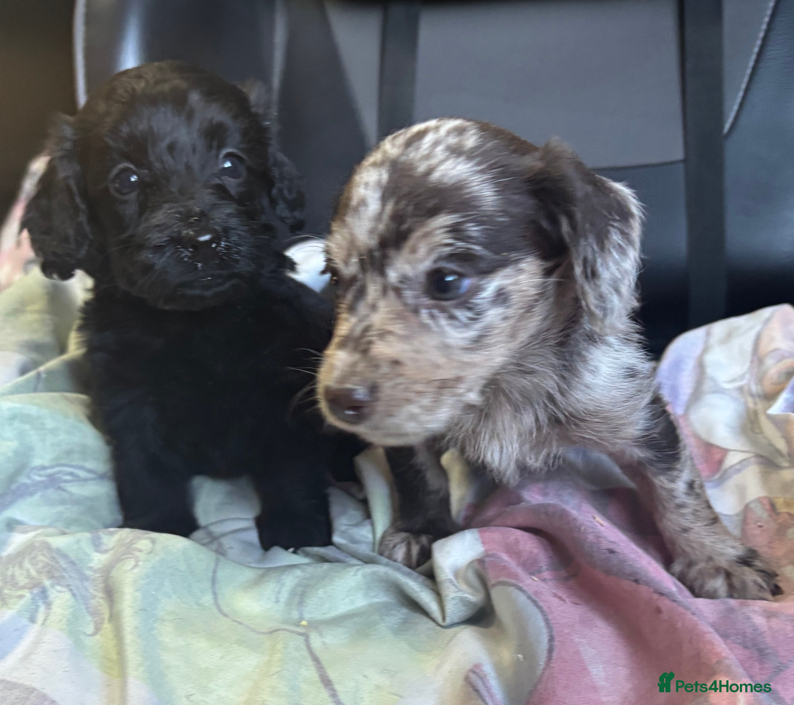 Doxiepoo dogs GORGEOUS DOXIEPOO PUPPIES  - Advert 6