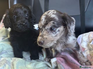 Doxiepoo dogs 2 LEFT GORGEOUS DOXIEPOO PUPPIES - Advert 1