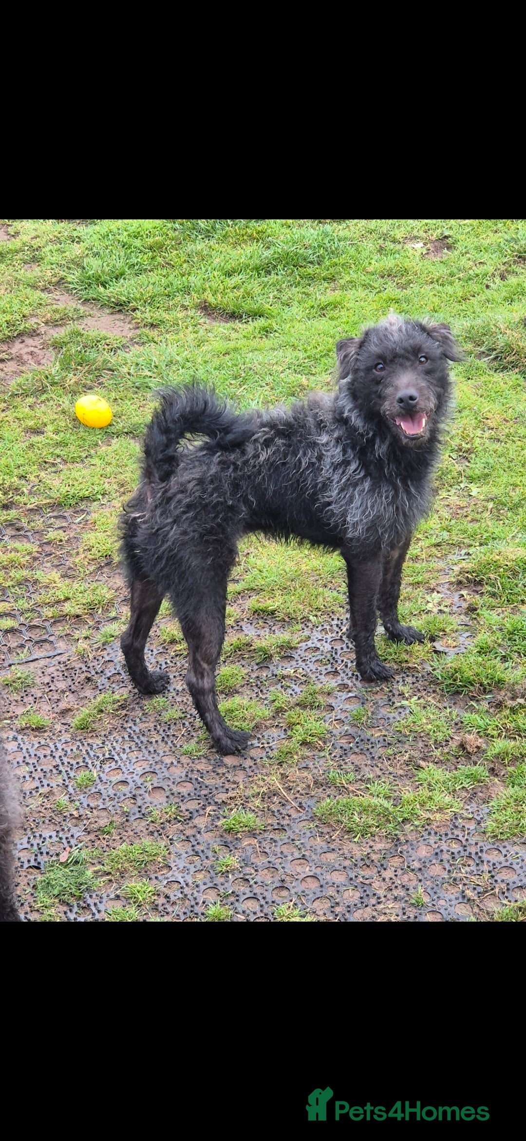Mixed Breed dogs for sale: Dougal/patterdale terrier  - Advert 1