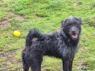 Mixed Breed dogs Dougal/patterdale terrier - Advert 1