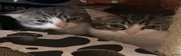 Domestic Shorthair cats for sale: Adorable Tabby Kittens for Sale - UK - Advert 3