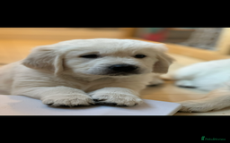 Golden Retriever dogs for sale: Cream Golden Retriever Puppy Health Tested Parents in Blackpool - Image 14