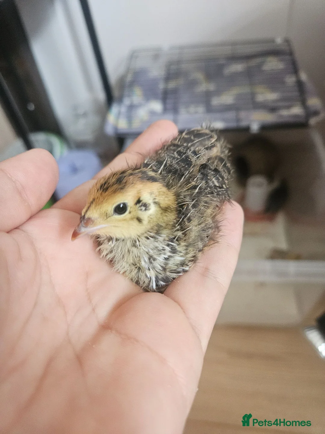 Quail poultry for sale: Cortunix quail chick trio seek loving home in Martock - Advert 2