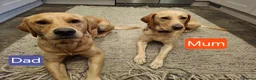 Goldador dogs for sale: Beautiful Goldador Puppies for Sale - Advert 12