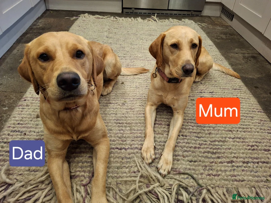 Goldador dogs for sale: Beautiful Goldador Puppies for Sale - Advert 12