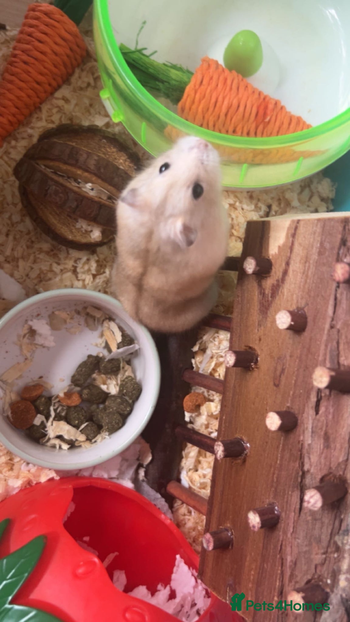 Hamster rodents Stormy - Advert 2