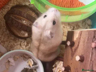 Hamster rodents Stormy - Advert 2