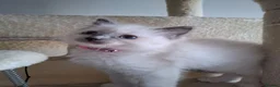Ragdoll cats for sale: Beautiful Ragdoll kittens - Advert 9