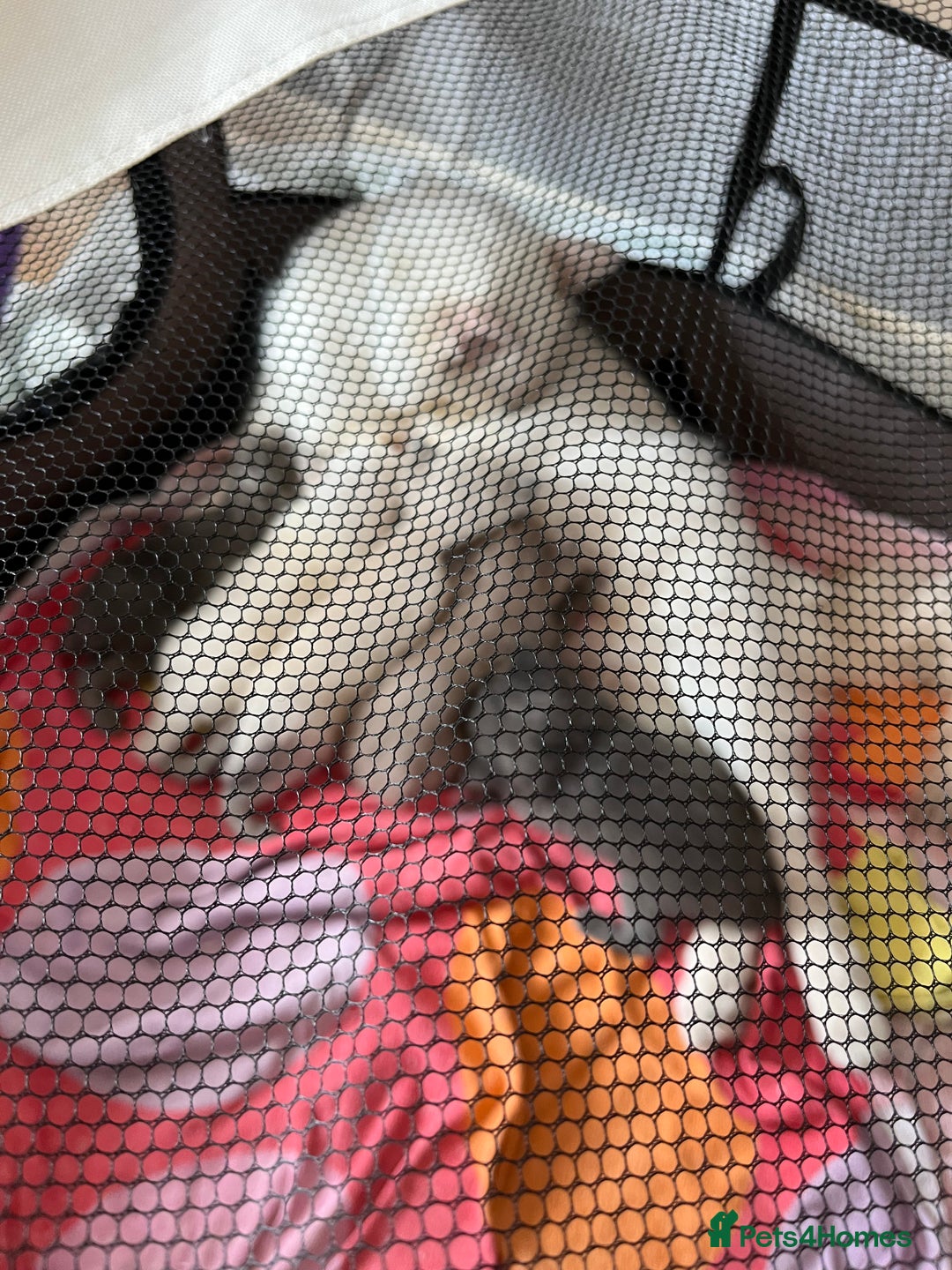 Mixed Breed cats for sale: Beautiful Ragdoll x BSH kittens for sale! - Image 24