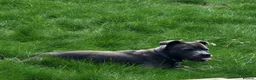 Staffordshire Bull Terrier dogs for sale: Gorgeous Blue Staffi needs a new home - Advert 4