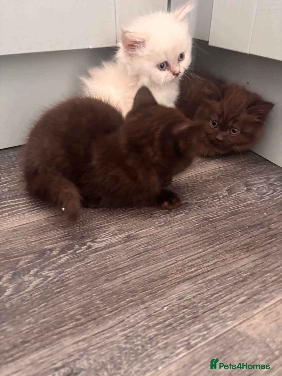 Mixed Breed cats for sale: Adorable kittens - Advert 30