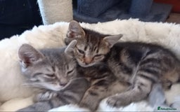Mixed Breed cats for sale: 9 week old kittens  - Image 7