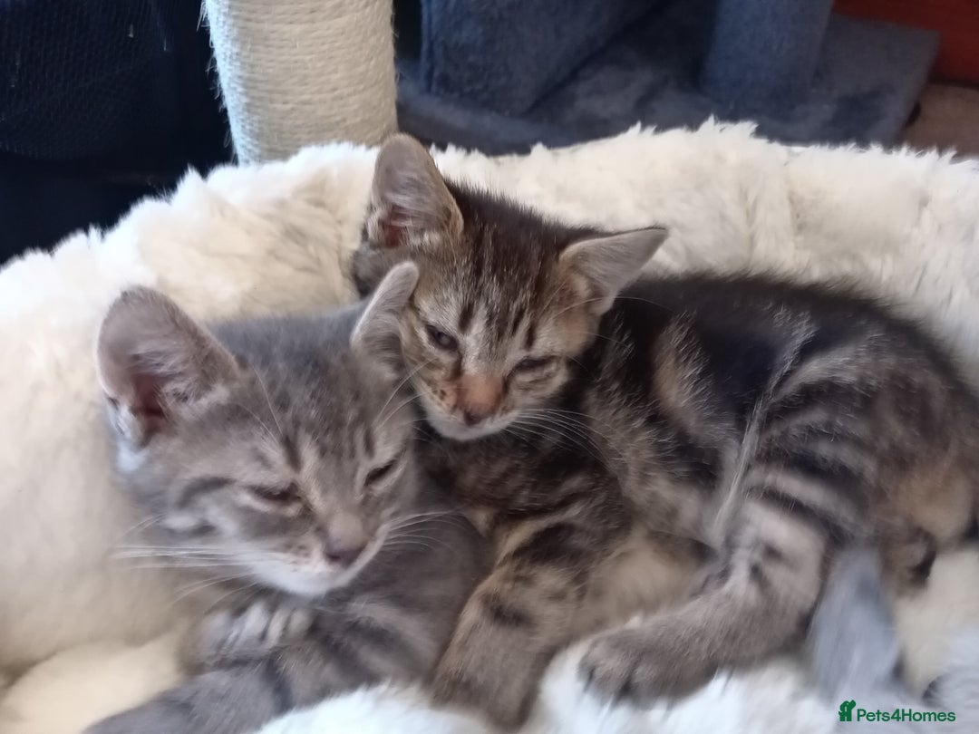 Mixed Breed cats for sale: 9 week old kittens  - Image 7