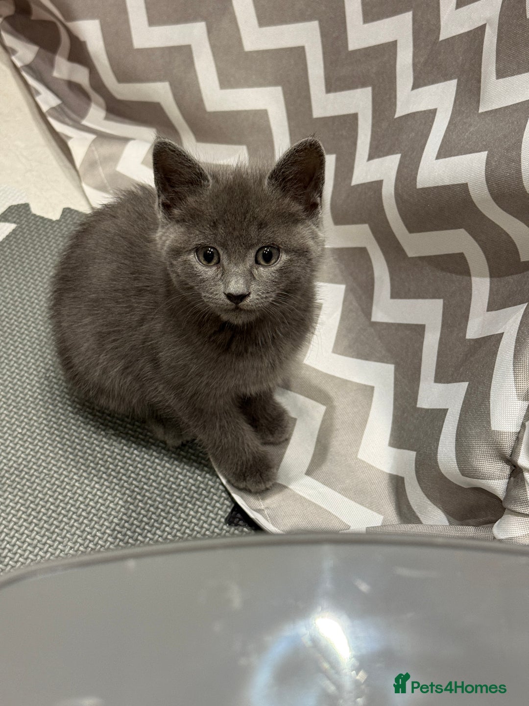 Russian Blue cats for sale: Affectionate Russian Blue kitten  - Advert 1