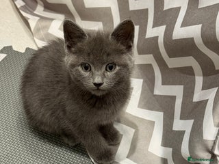 Russian Blue cats Affectionate Russian Blue kitten - Advert 3