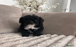 Sproodle dogs for sale: Sproodle puppies  - Image 18