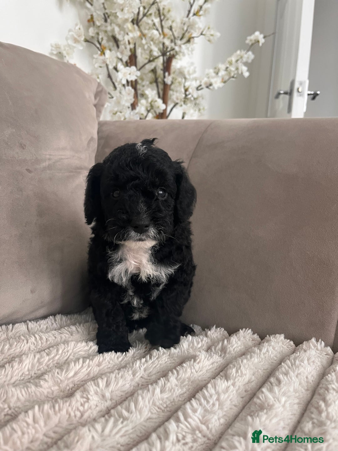 Sproodle dogs for sale: Sproodle puppies  - Image 18