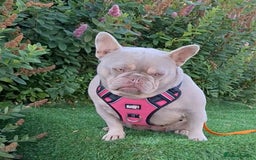 French Bulldog dogs for sale: Adult French Bulldogs  - Image 5