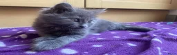 British Longhair cats for sale: Beautiful British Long-Haired Boy Ready Now! - Advert 12