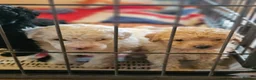 Toy Poodle dogs for sale: Pure Toy Poodle Puppies  in Prestatyn - Advert 15