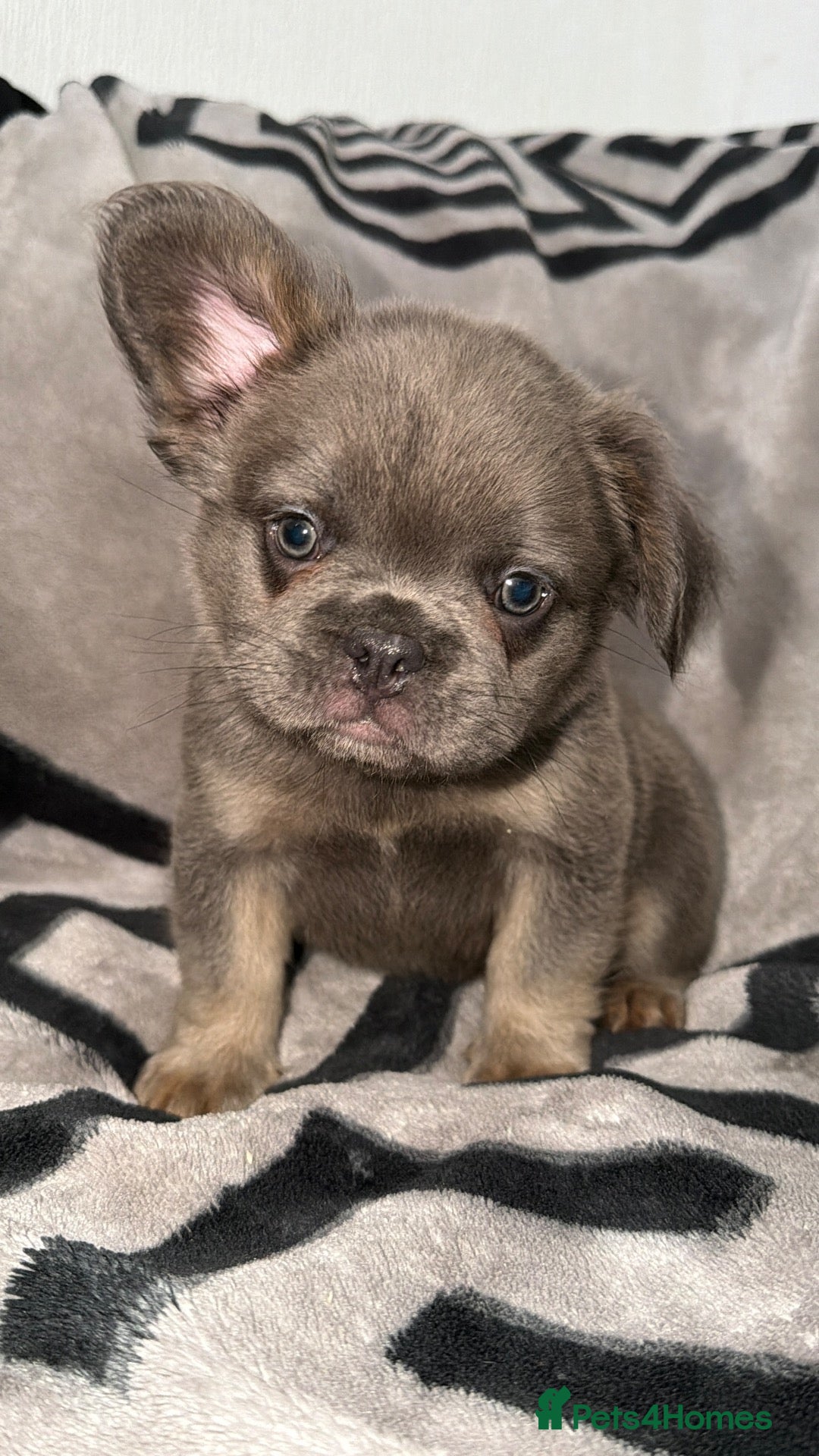 French Bulldog dogs 1 boy left blue and tan frenchie ready to leave - Advert 1