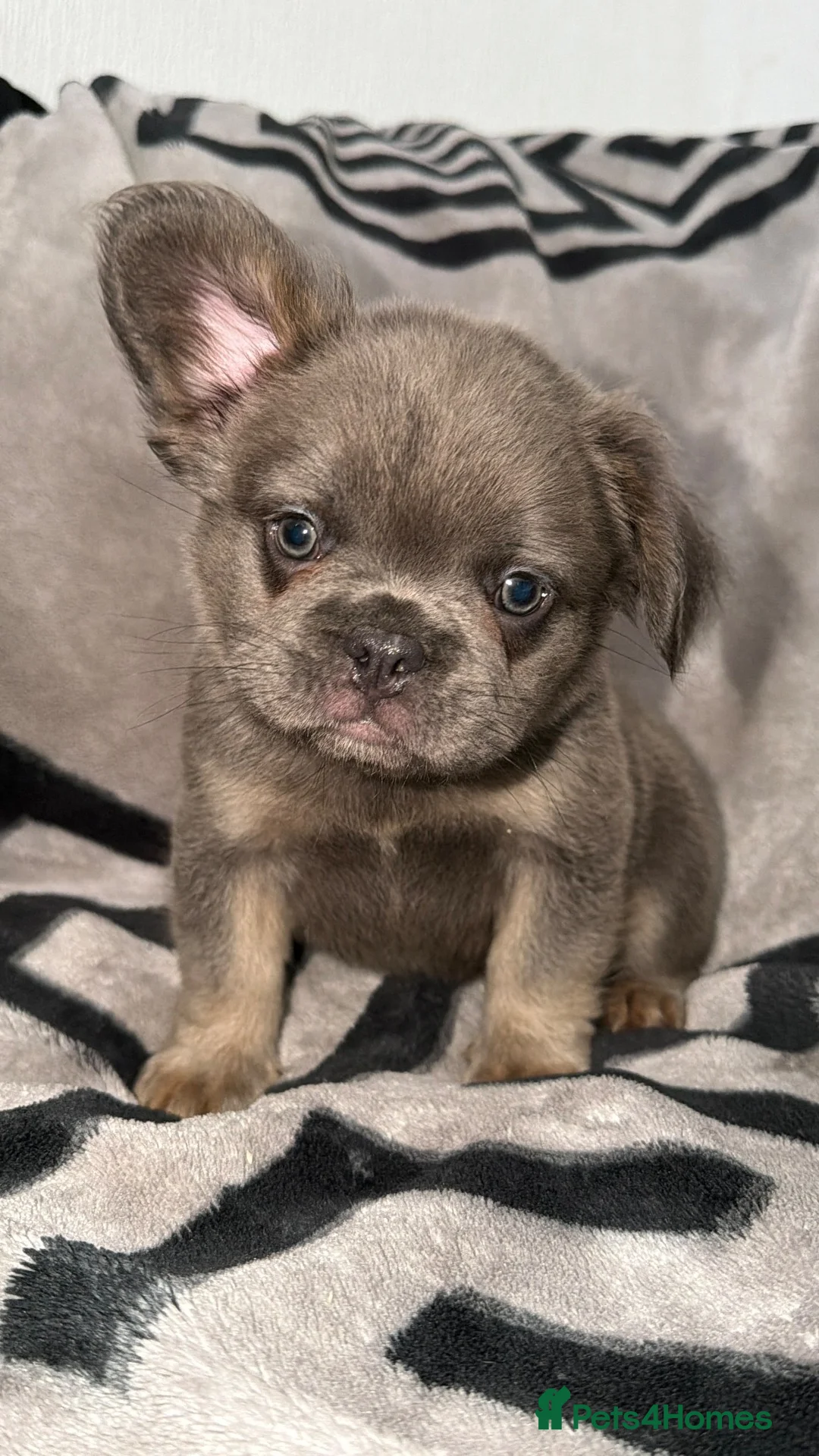 French Bulldog dogs for sale: 1 boy left blue and tan frenchie ready to leave - Advert 1