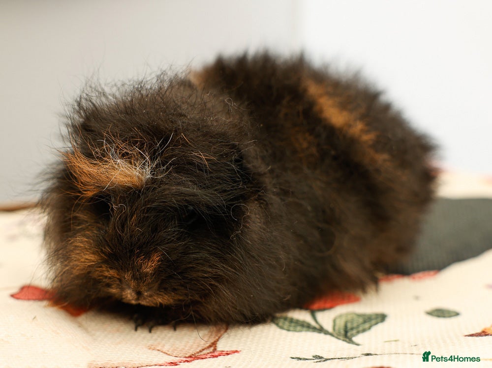 Guinea Pig rodents Pedigree male Swiss - Advert 9