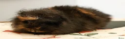 Guinea Pig rodents for sale: Pedigree Swiss Father + Son - Advert 10