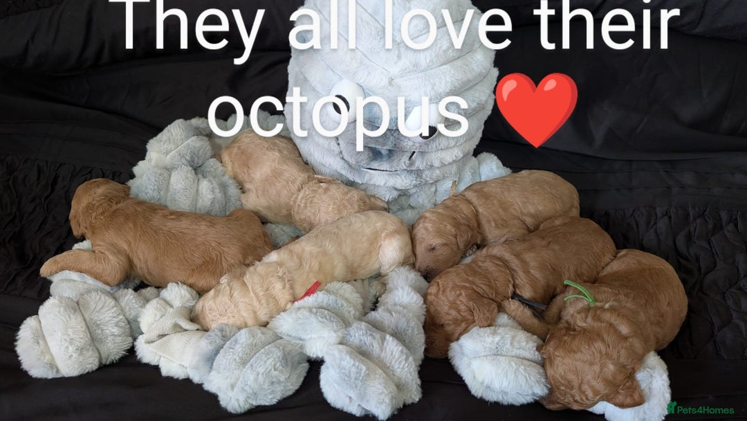 Goldendoodle dogs for sale: Gorgeous Goldendoodles  - Image 30